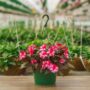 New Guinea Impatiens – Super Sonic Sweet Cherry – 10″ Hanging Basket